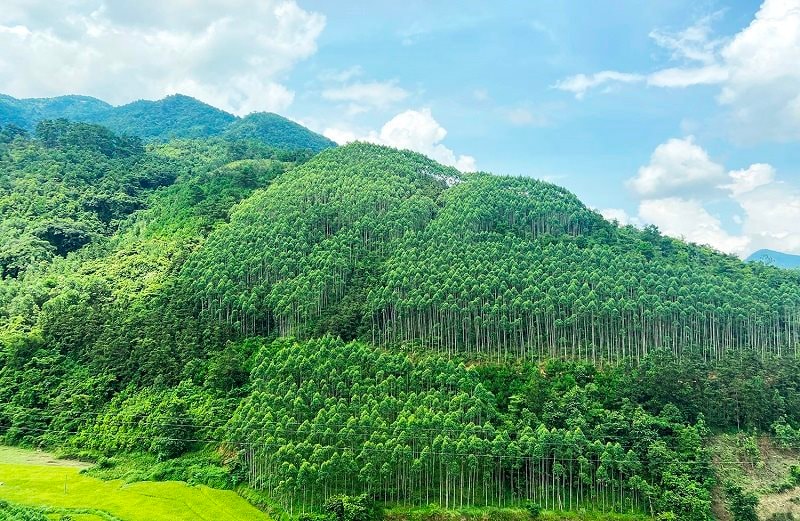 Hình ảnh cánh rừng trồng tự nhiên